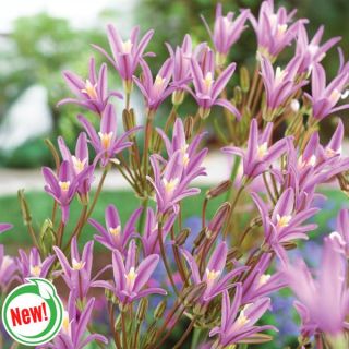 Babylon Brodiaea Thumbnail